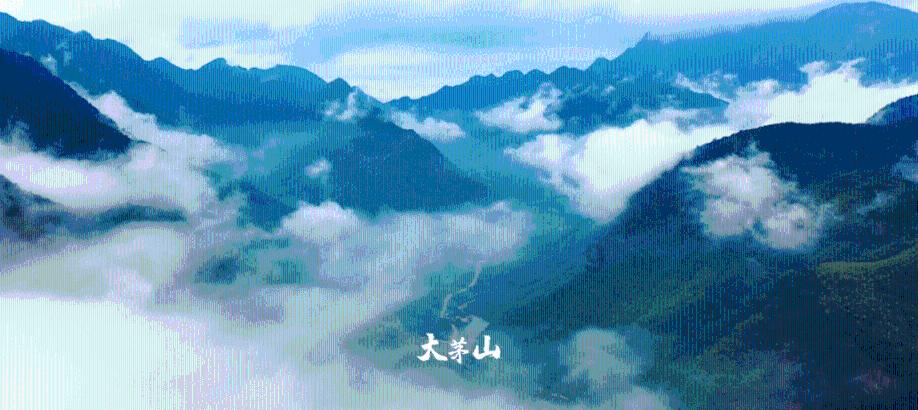蜘蛛森林逃生